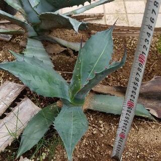 アガベ　サルミアナフェロックス　斑入り