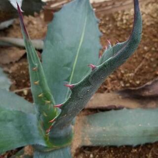 アガベ　サルミアナフェロックス　斑入り