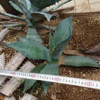 アガベ　サルミアナフェロックス　斑入り