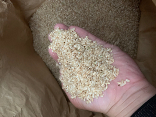 令和2年！鳥取県産くず米玄米 200kg以上規格外品　飼料などに　手渡し大歓迎玄米