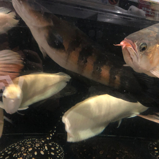 チャンナマルリオイデス 2匹 熱帯魚 大型魚 スネークヘッド