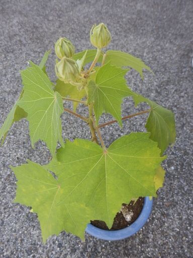 酔芙蓉 スイフヨウ の挿し木 しまお 北小金のその他の中古あげます 譲ります ジモティーで不用品の処分 酔芙蓉 スイフヨウ の挿し木 しまお 北小金のその他の中古あげます 譲ります ジモティーで不用品の処分