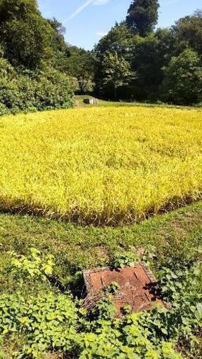 （残り30kg）少量からの販売可！コシヒカリはさかけ米 令和３年新米 玄米 30kg