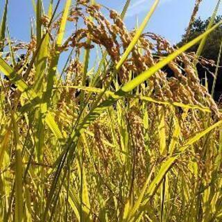 残り30kg）少量からの販売可！コシヒカリはさかけ米 令和3年