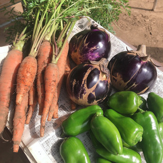 【ネット決済】【訳あり自然農法】3種の野菜セット