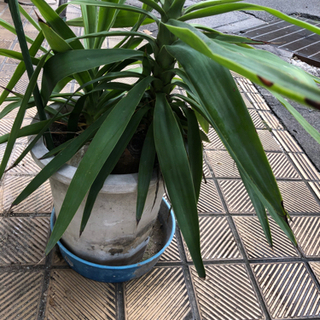 観葉植物(白い鉢)