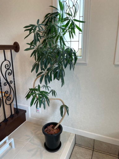 ベンがレンシス　観葉植物