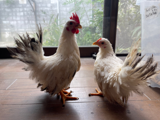 チャボ 桂 の中ヒナペア７０００円で販売しています Bird28 別府大学のペットの無料広告 無料掲載の掲示板 ジモティー