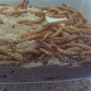 中古ミルワームが無料 格安で買える ジモティー