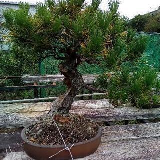 盆栽　大きな松
