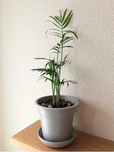 観葉植物テーブルヤシ 27cmグレーカラーの3 5号の鉢と受け皿付き Shun植物と暮らす 新宿の家庭用品 ガーデニング の中古あげます 譲ります ジモティーで不用品の処分