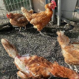 名古屋コーチン🐓雌６羽+にわとり🐔雄1羽、雌2羽