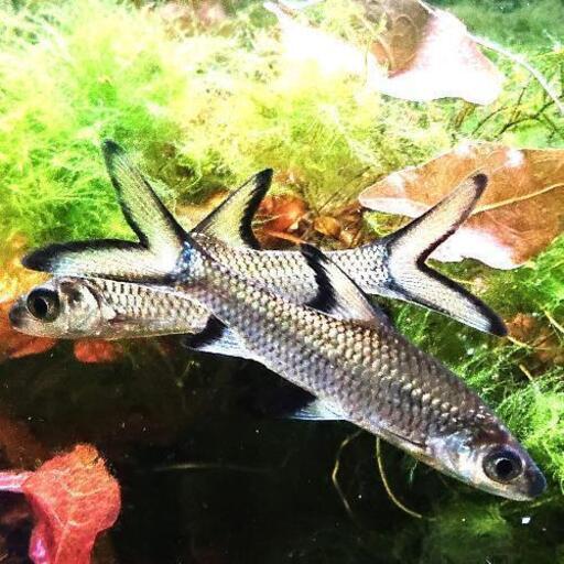 シルバーシャーク アクアリウム熱帯魚 ジモティーアクア 宮之阪の家具の中古あげます 譲ります ジモティーで不用品の処分