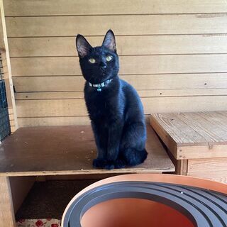 カギしっぽ黒猫　美男子ゼロ君　 − 福岡県