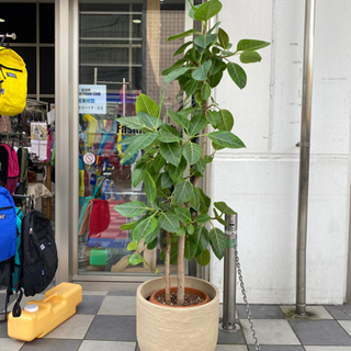【ネット決済・配送可】フィカスアルテシマ　観葉植物　全長約1m80cm