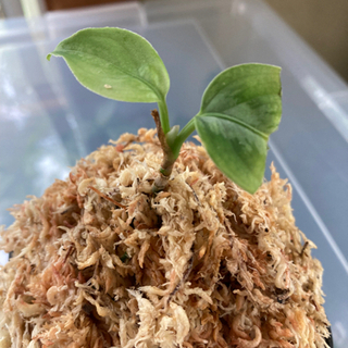 AZ便 0213-5c ラプラス箱