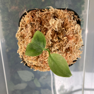 AZ便 0213-5c ラプラス箱