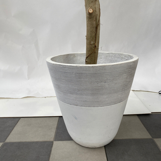 フィカス・ベンガレンシス　観葉植物　全長約2m40cm