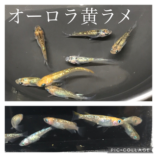 メダカ　稚魚〜成魚　１セット