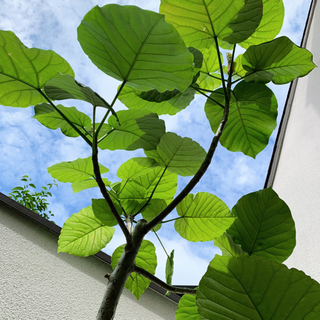 【フィカス　ウンベラータ】210cm 曲がり 極太 大型観葉植物　鉢付き