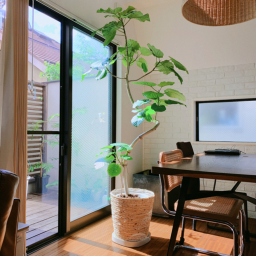 【フィカス　ウンベラータ】210cm 曲がり 極太 大型観葉植物　鉢付き