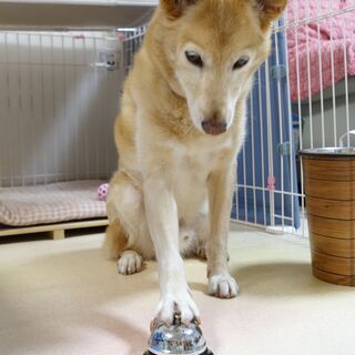 犬の散歩代行します - 三田市