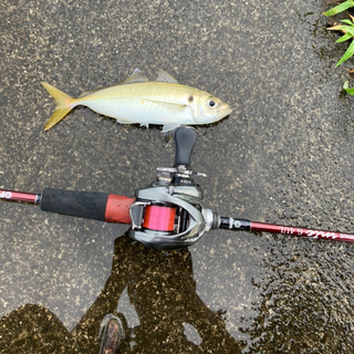 アジング友達募集！ 