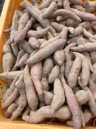 【さつまいも農家の安納芋のクズ芋約5キロ】 (シゲちゃん) 高島の食品の中古あげます・譲ります｜ジモティーで不用品の処分