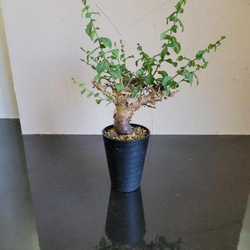 コミフォラ ボスウェリア 塊根植物各種