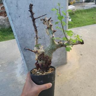 その他 コミフォラ ボスウェリア 塊根植物各種