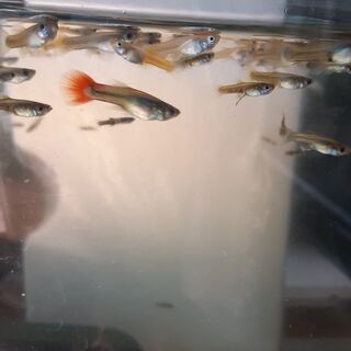 広島県の中古グッピーが無料 格安で買える ジモティー 広島県の中古グッピーが無料 格安で買える ジモティー
