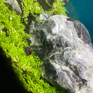 ヒメタニシ　稚貝　1cm前後の個体