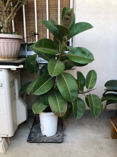 ゴムの木　観葉植物