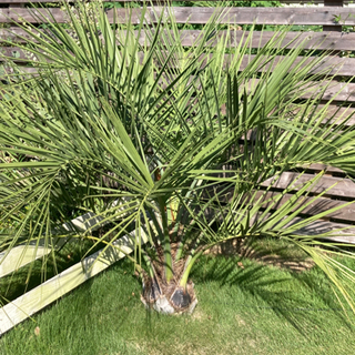 ココスヤシ 160cm