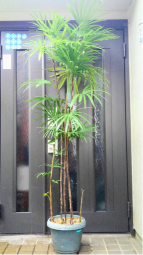 ☆彡棕櫚竹　シュロチク　5本立ち　観葉植物