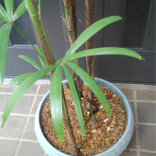 観葉植物 シュロチク 棕櫚竹 実生 苗 お試し価格 伝説のチク