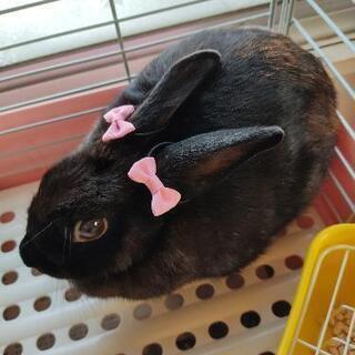 うさぎ 里親募集 ジモティー うさぎ 里親募集 ジモティー