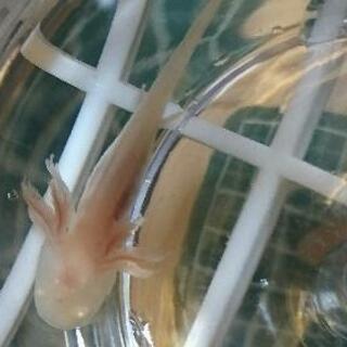 沖縄県の中古ウーパールーパーが無料 格安で買える ジモティー