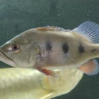 キクラ　オセラリス　熱帯魚