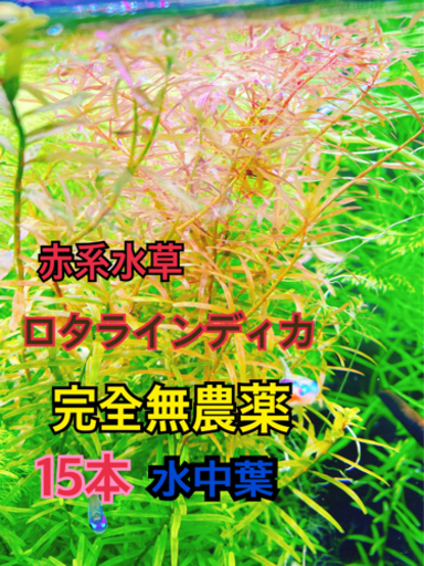 ロタラインディカ水中葉 Y 中野栄の服 ファッションの中古 古着あげます 譲ります ジモティーで不用品の処分