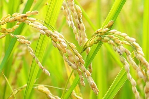 千葉県佐倉市の新米コシヒカリ販売致します❇️