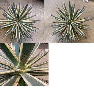 巨大アガベ　ブルーグロウ錦、サングロウ、不明種の3苗セット、引き取りのみ