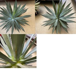 巨大アガベ　ブルーグロウ錦、サングロウ、不明種の3苗セット、引き取りのみ