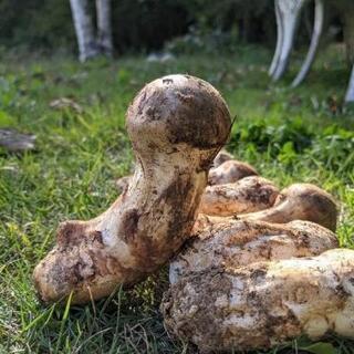採れたて松茸