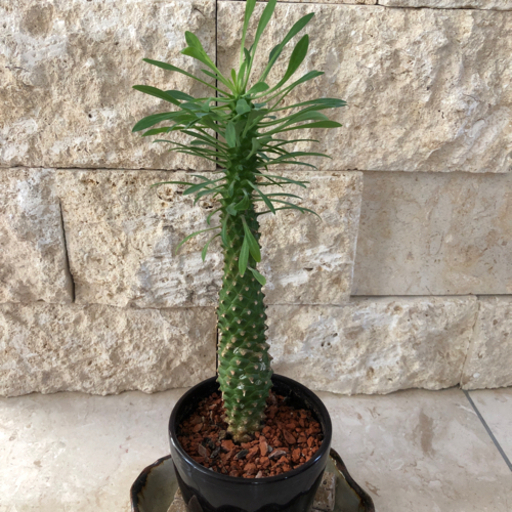 ソテツキリン 蘇鉄麒麟 ユーフォルビア パイナップルコーン | ptpnix.co.id