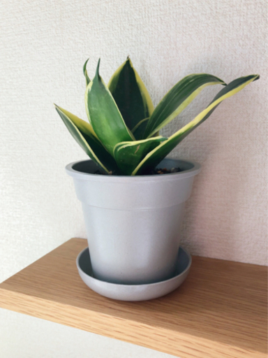 観葉植物　サンセベリア・ハニーボニー②　20cm　グレーカラーの3.5号の鉢と受け皿付き