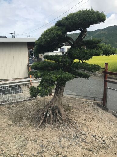 値下げ　庭木　まきの木　①　高さ2M 　幹回り70㎝　枝:幹中心より70㎝