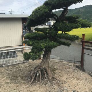 値下げ　庭木　まきの木　①　高さ2M 　幹回り70㎝　枝:幹中心より70㎝