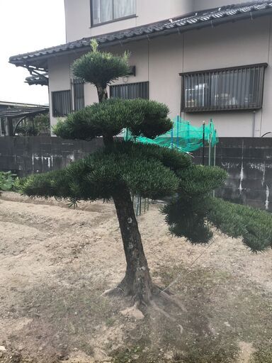 値下げ　庭木　まきの木　③　高さ2M 　幹回り50㎝　　枝:幹中心より1M
