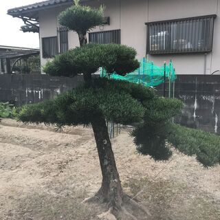 値下げ　庭木　まきの木　③　高さ2M 　幹回り50㎝　　枝:幹中...